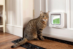 Wskazówki przy wyborze drzwi do kota na drzwiach, przegląd popularnych modeli